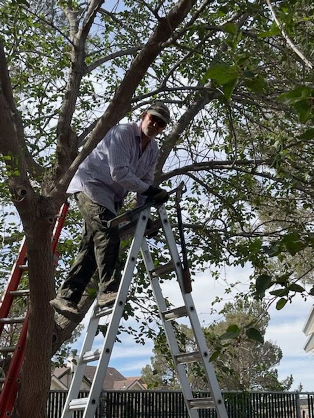 Arborist cutting tree branches