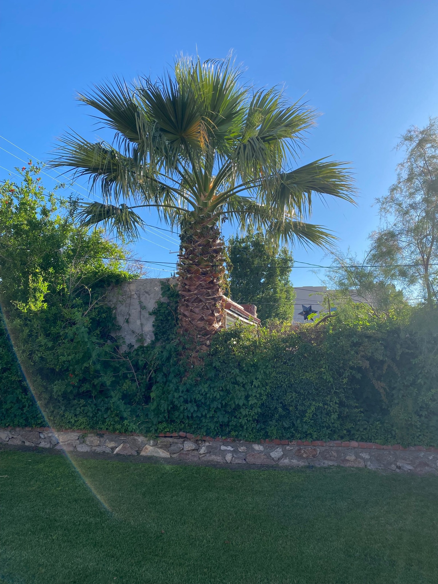 Cleanly skinned and trimmed palm tree