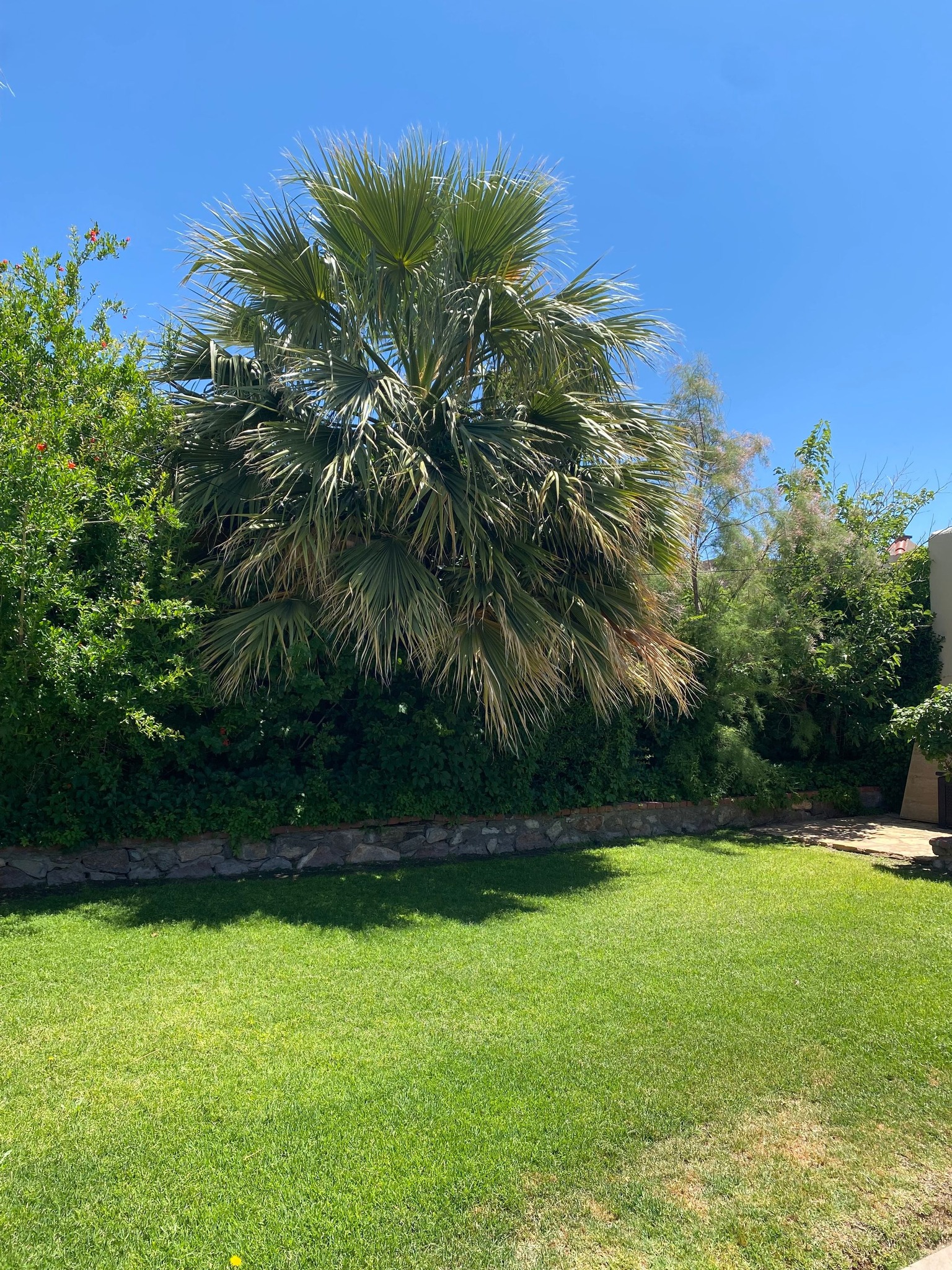 Unkempt palm tree with dead fronds