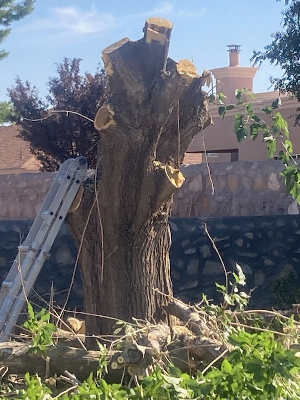 Professional Tree Removal
