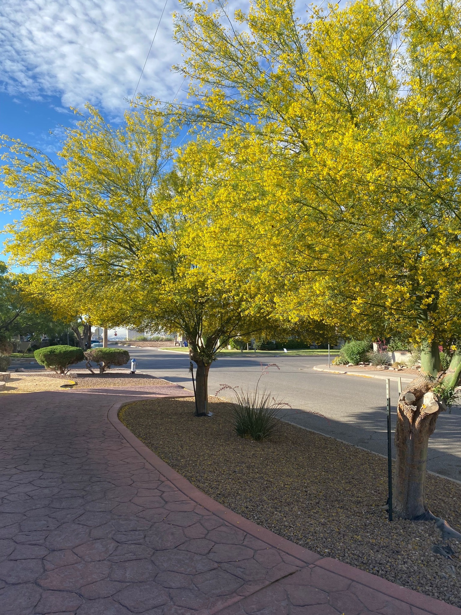 Tree Pruning and Trimming
