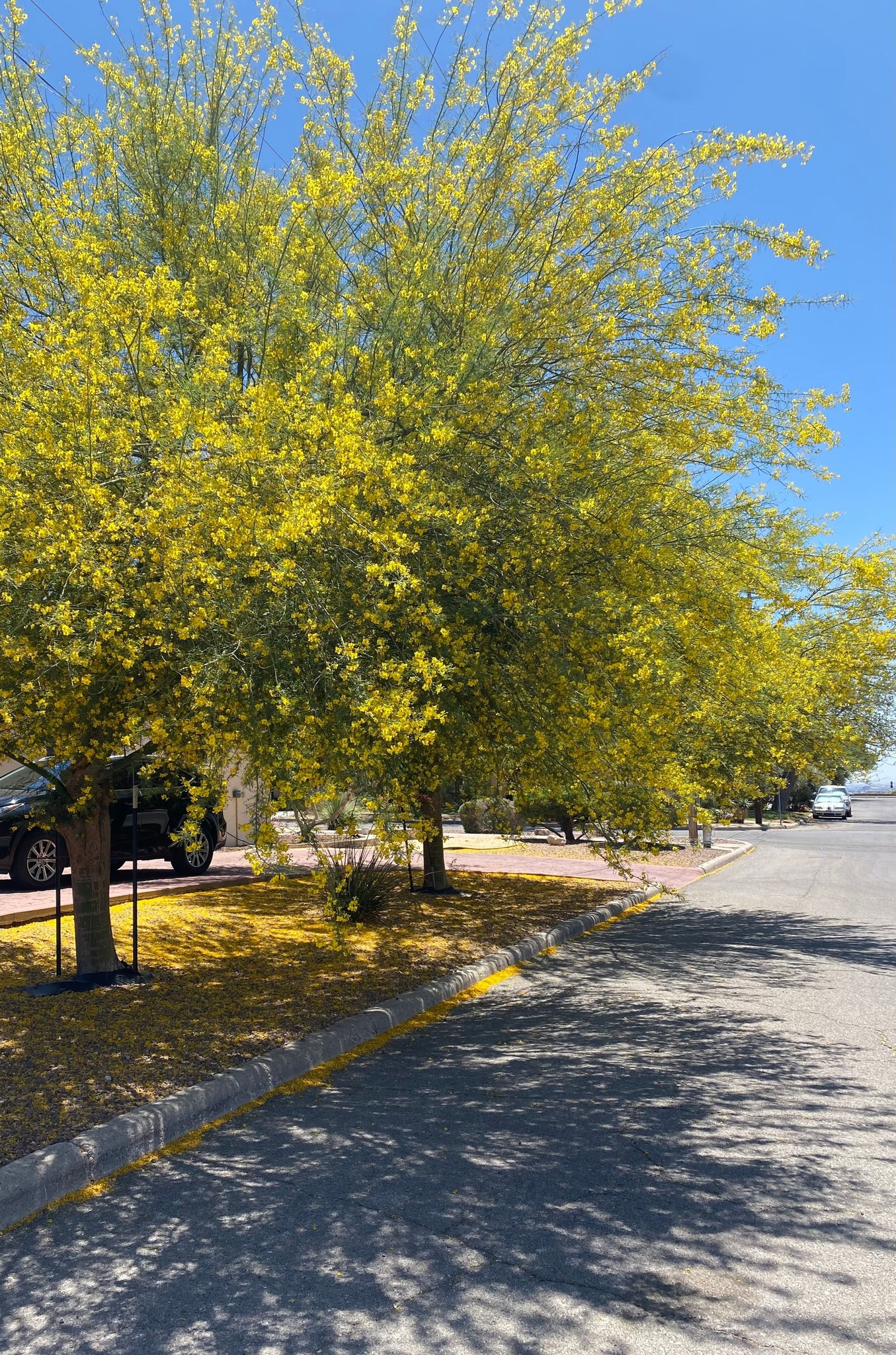 Overgrown tree before trimming